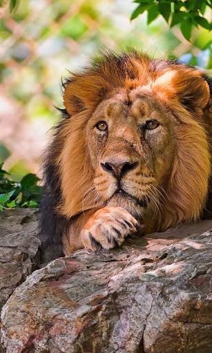 Lion Live Wallpaper (Wallpapers & Backgrounds) screenshot 3