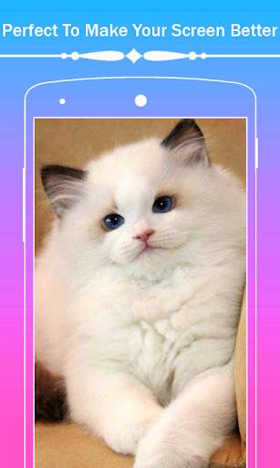 Cute Cat HD Wallpapers screenshot 5
