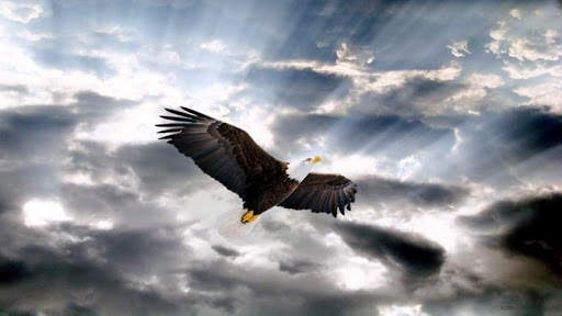 Eagle HD Wallpaper screenshot 8