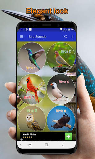 Bird Calls, Sounds, & Ringtones (Offline) скриншот 1