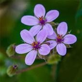 Wild flowers icon