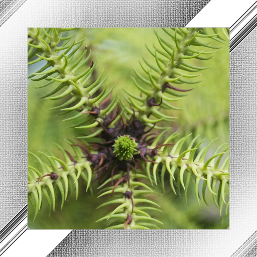Needles Photo Frames icon