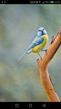 bird sounds screenshot 1