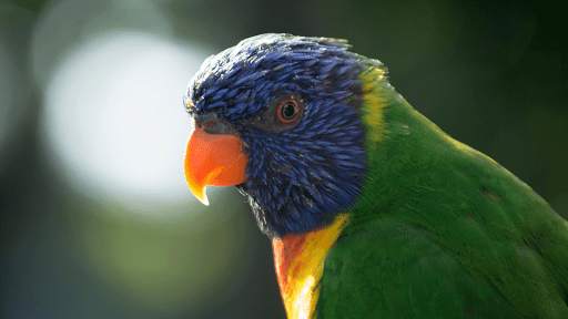 Parrot Sounds screenshot 1