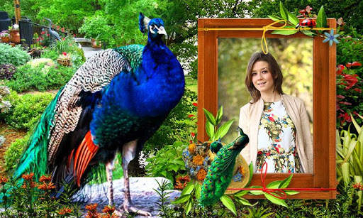 Peacock Photo Frames HD screenshot 7