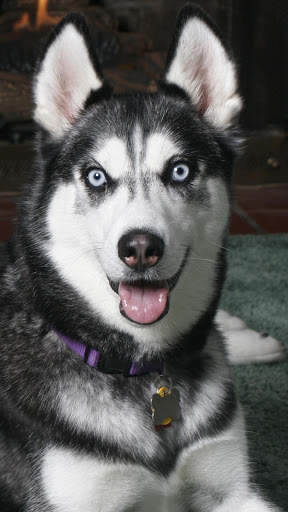 Siberian Husky Wallpapers : backgrounds hd screenshot 7