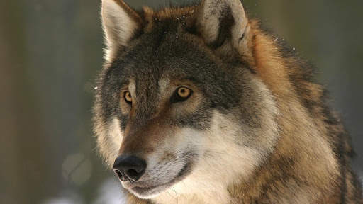 Teen Wolf Wallpaper screenshot 11