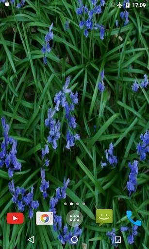 Bluebell flower Live Wallpaper screenshot 4