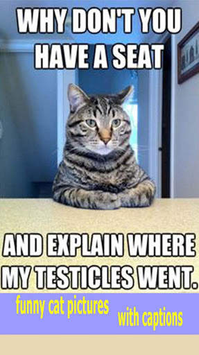 funny cat pictures with captions screenshot 1