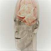 Cranial nerves examinations 3.0