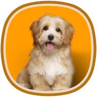 Animals for kids. Learning animals logo