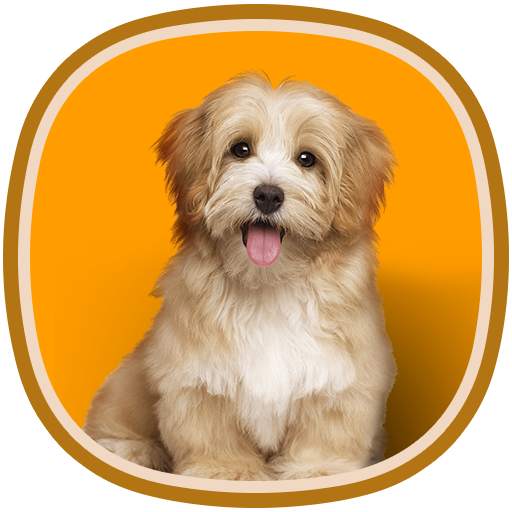 Animals for kids. Learning animals 1.0