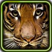 Tigers Voice live wallpaper 1.3