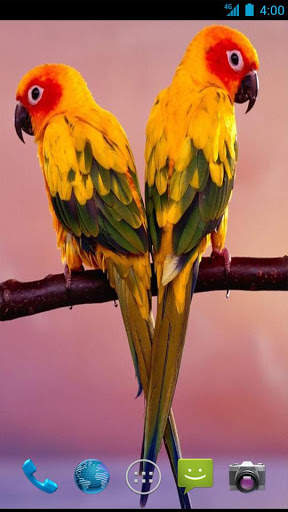 Parrot Wallpapers screenshot 5