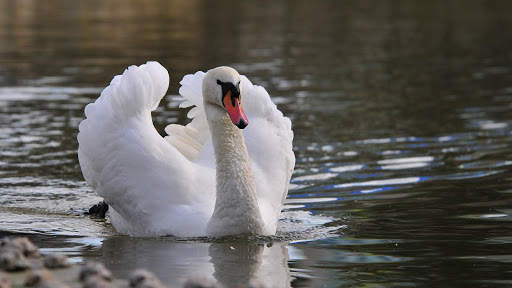 Swan Live Wallpaper : 7fon & LWP screenshot 7
