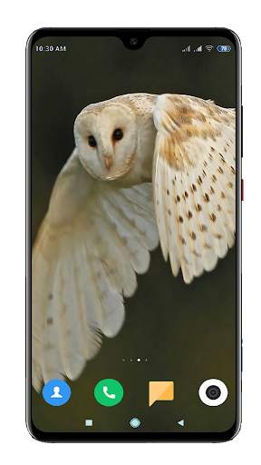 Owl Wallpaper HD screenshot 6