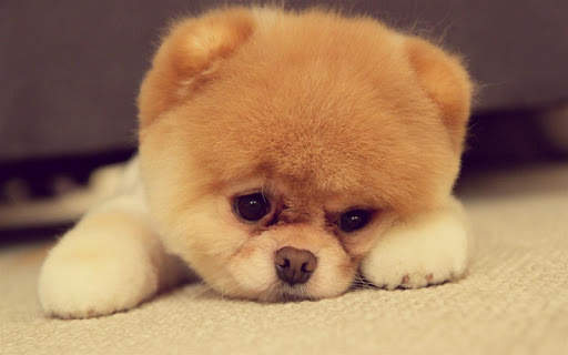 Q Puppy Live Wallpaper screenshot 4