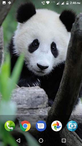 Panda Wallpaper HD screenshot 4