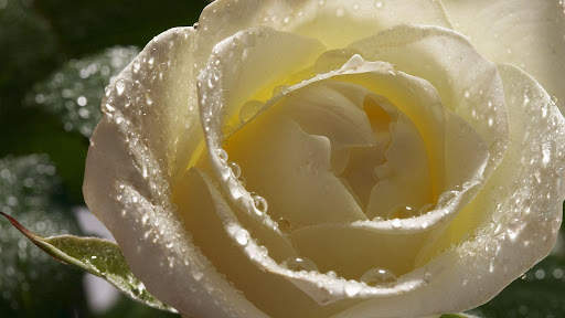 White Rose Live Wallpaper screenshot 9