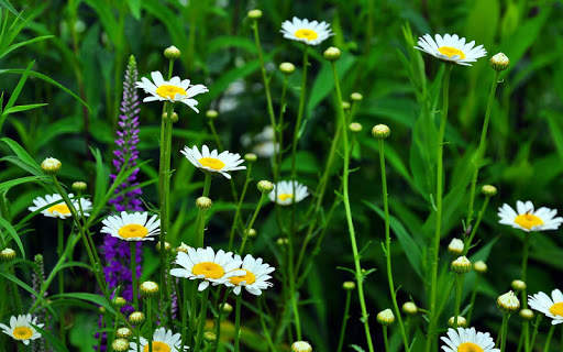 Flowers Live Wallpaper screenshot 9