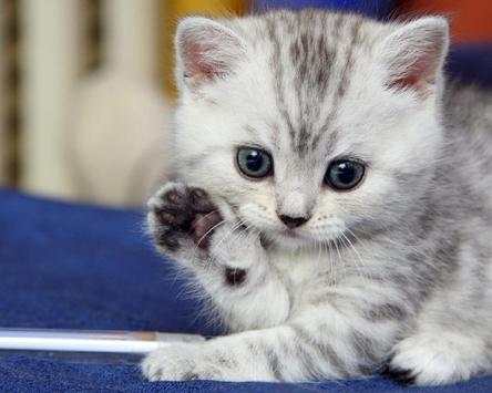 Cute Cat Photo Jigsaw Puzzles screenshot 5