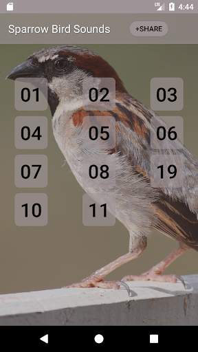 Sparrow Bird Sounds screenshot 1