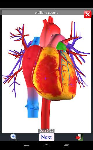 Anatomy Quiz screenshot 13