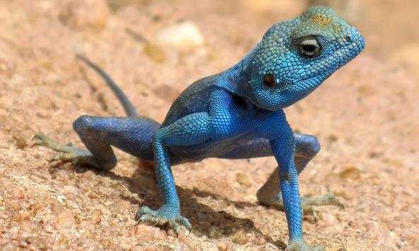 Lizard wallpapers screenshot 1