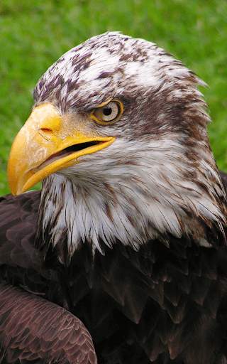 Eagle Live Wallpaper HD screenshot 4