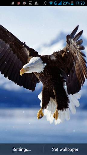 Eagle Live Wallpaper screenshot 2