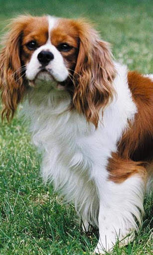 Cavalier King Charles Spaniels screenshot 1