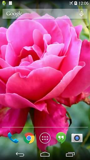 Pink Rose Video Live Wallpaper screenshot 2