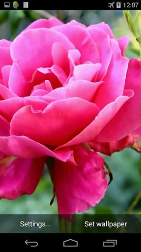 Pink Rose Video Live Wallpaper screenshot 3