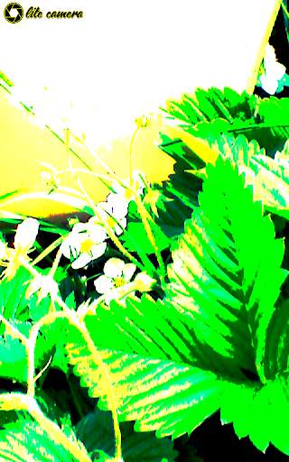 Lite Camera screenshot 1