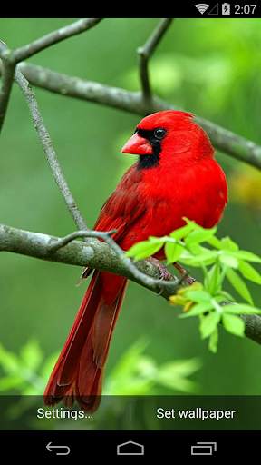 Beautiful Birds Live Wallpaper screenshot 7