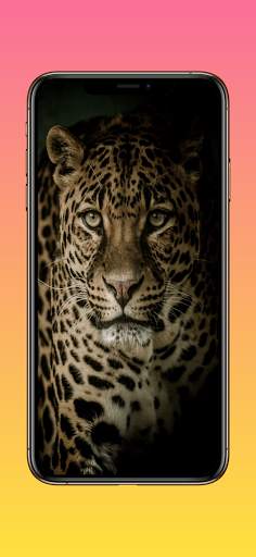 Lion Wallpapers, Cheetah Wallpapers & Panther Wall screenshot 3