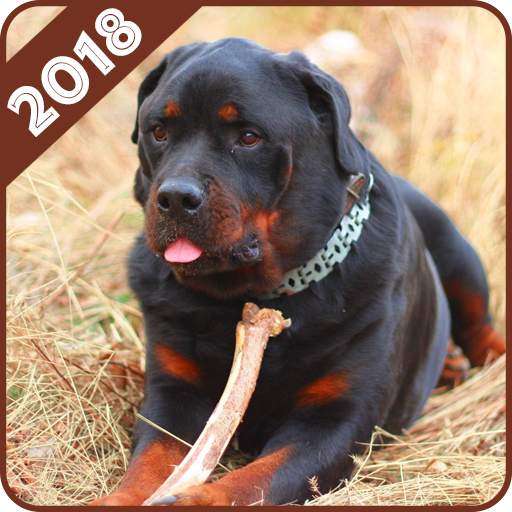 Rottweiler Wallpaper 1.0