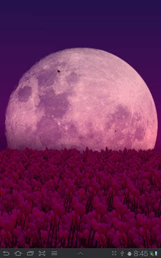 Tulip Field Free LWP screenshot 8