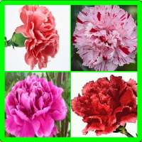 Carnation Memory Game logo