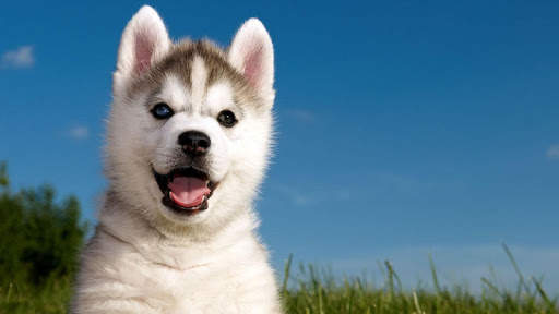 Husky Wallpapers screenshot 1