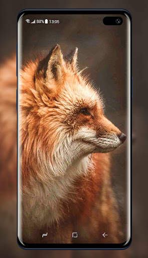 Fox Wallpaper screenshot 7