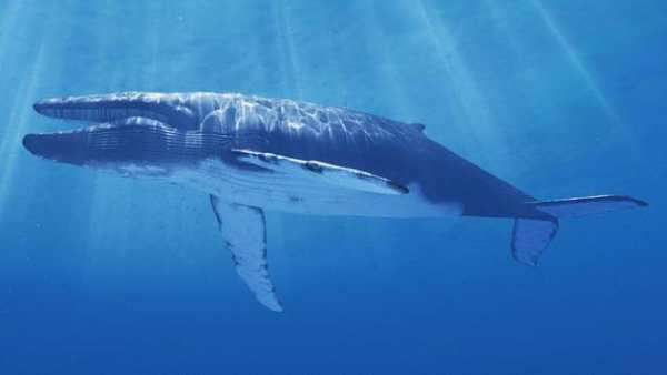 Blue Whale Keyboard screenshot 10