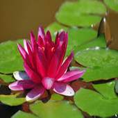 The most beautiful flowers 6.5