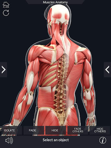 My Muscle Anatomy screenshot 11