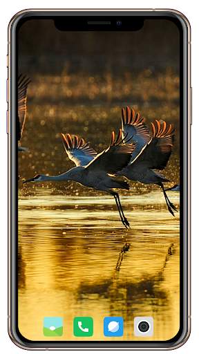 Bird HD Wallpaper screenshot 11