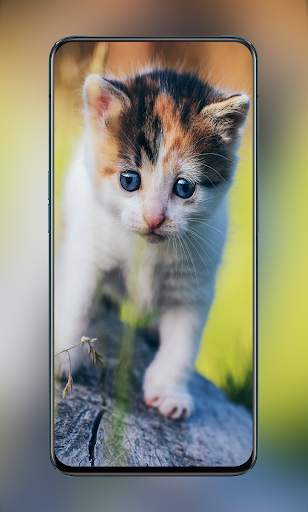 Cute Animal & Birds Wallpaper in 4K - AnimalWallp screenshot 1