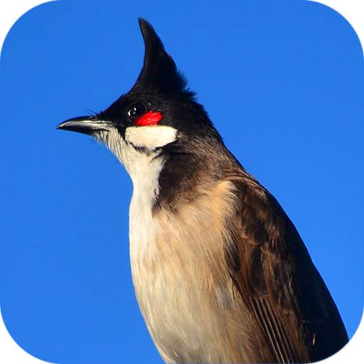 Red-whiskered bulbul 2.2