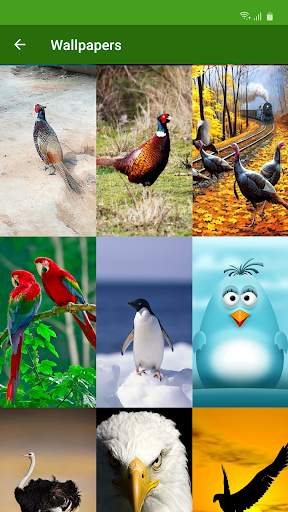 Birds Calls Sounds & Ringtones & Wallpapers screenshot 5