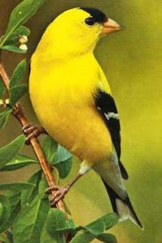Bird Sounds Ringtone screenshot 5
