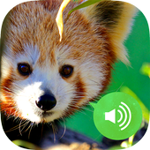 Animal Sounds &amp; Images Free icon